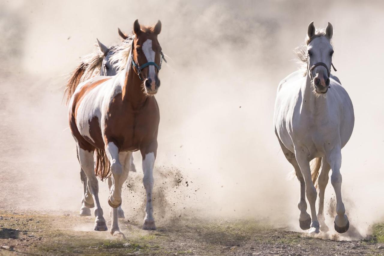 Ranchhouse Smoker- Westernstable - Horse Elterlein Bagian luar foto